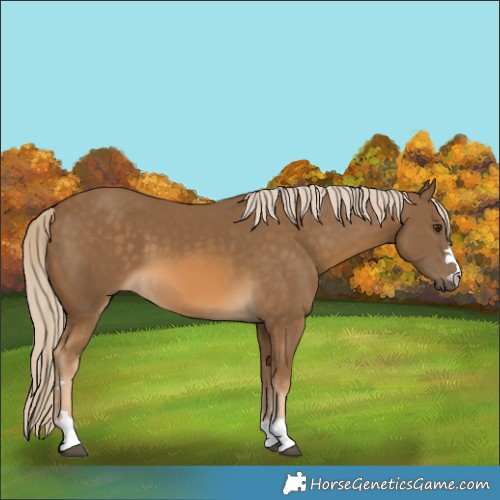 Horse Color:Chocolate Palomino 