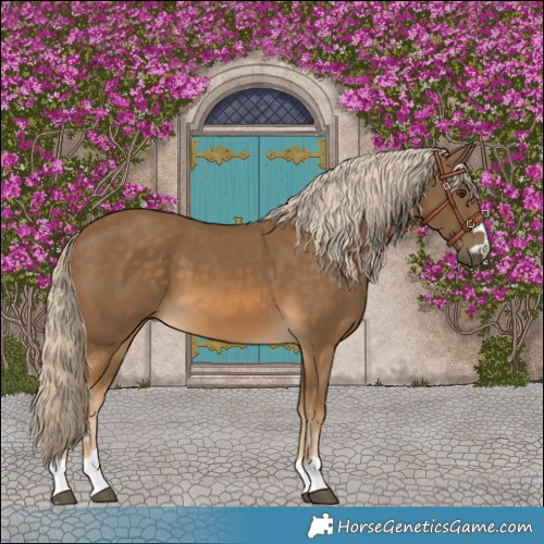 Horse Color:Chocolate Palomino 