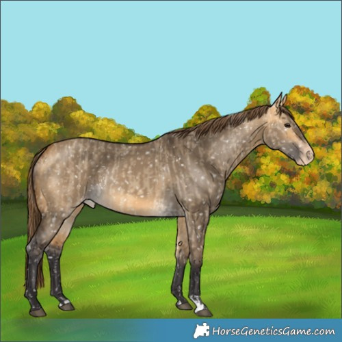 Horse Color:Buckskin Dun Appaloosa  and Buckskin Dun Appaloosa 