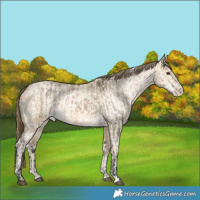Horse Color:Buckskin Dun Appaloosa and Buckskin Pearl Dun Appaloosa