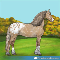 Horse Color:Chocolate Palomino Dun Appaloosa  and Gray Chocolate Palomino Dun Appaloosa 