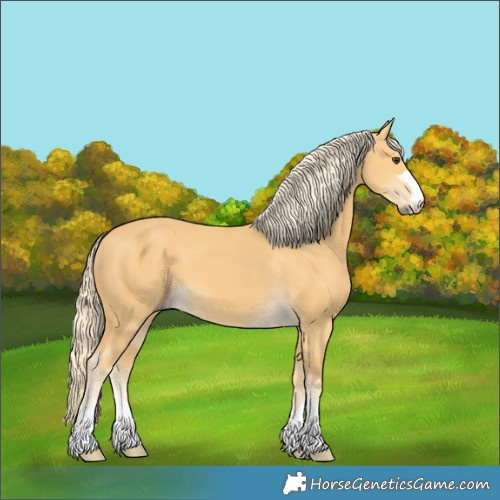 Horse Color:Palomino 