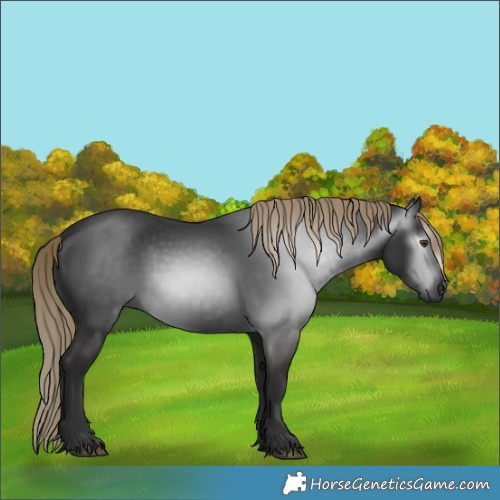 Horse Color:Gray White Spotted Liver Chestnut 