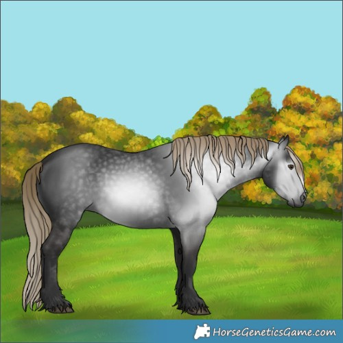 Horse Color:Gray White Spotted Liver Chestnut 