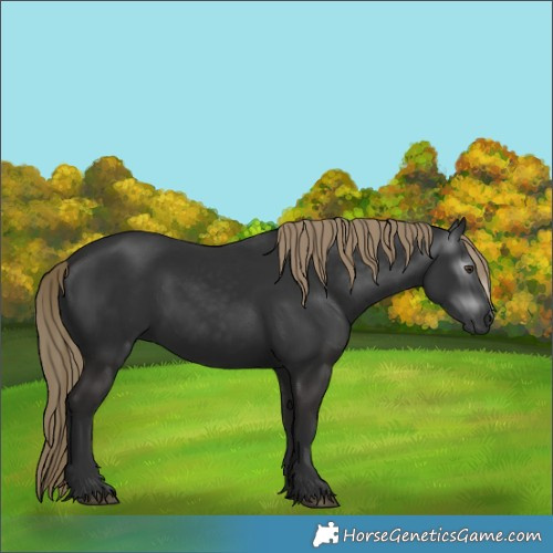 Horse Color:Gray White Spotted Liver Chestnut 