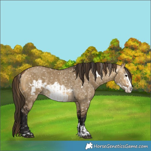 Horse Color:Buckskin Dun Frame Appaloosa  and Gray Buckskin Dun Frame Appaloosa 