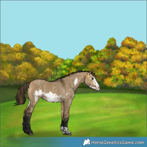 Horse Color:Buckskin Dun Frame Appaloosa  and Gray Buckskin Dun Frame Appaloosa 
