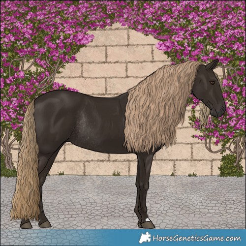 Horse Color:Liver Chestnut Rabicano 