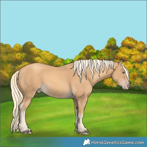 Horse Color:Gold Cream Champagne 