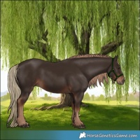 Horse Color:Liver Chestnut Rabicano 