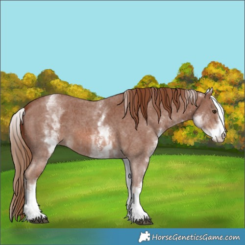 Horse Color:White Spotted Chestnut Sabino 