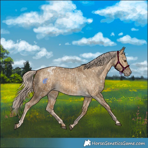 Horse Color:Chocolate Palomino Dun Appaloosa  and Chocolate Palomino Dun Appaloosa 