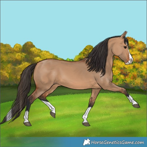 Horse Color:Bay Dun Splash 