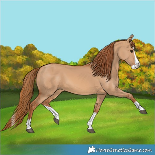 Horse Color:Red Dun Splash 