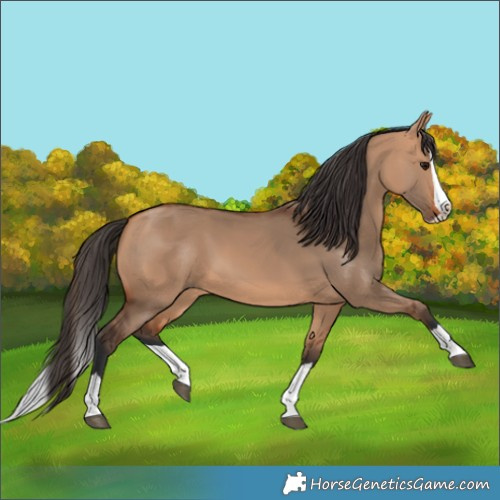 Horse Color:Bay Dun Splash