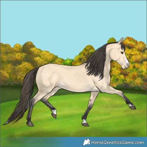 Horse Color:Buckskin Dun Splash 