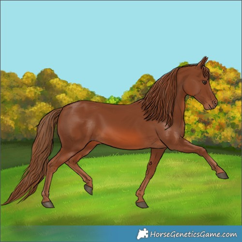 Horse Color:Chestnut 