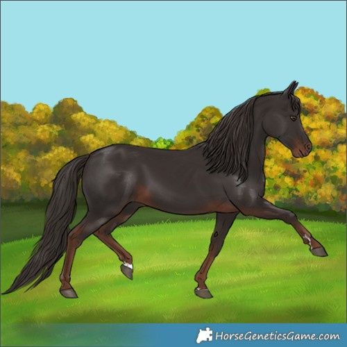 Horse Color:Liver Chestnut 