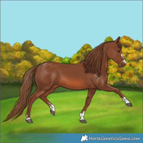 Horse Color:Chestnut 