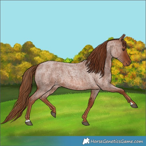 Horse Color:Red Roan 