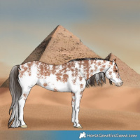 Horse Color:Bay Sabino