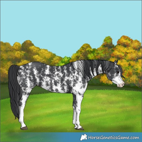 Horse Color:Black Sabino 