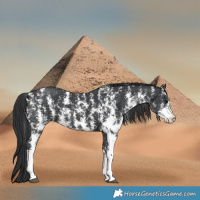 Horse Color:Black Sabino