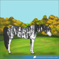 Horse Color:Black Sabino 