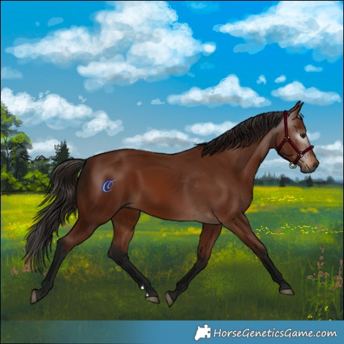 Horse Color:Gray Bay