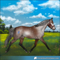 Horse Color:Gray Bay