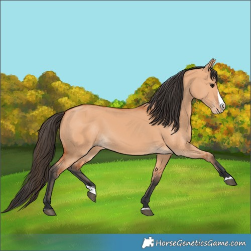 Horse Color:Bay Dun Splash 