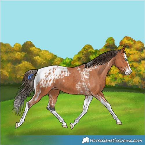 Horse Color:Bay Splash Tobiano Appaloosa  and Bay Splash Tobiano Appaloosa 