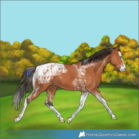 Horse Color:Bay Splash Tobiano Appaloosa and Bay Splash Tobiano Appaloosa