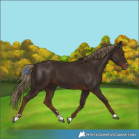 Horse Color:Liver Chestnut 