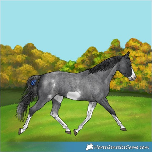 Horse Color:White Spotted Blue Roan Splash Frame Appaloosa 
