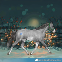 Horse Color:White Spotted Blue Roan Splash Frame Appaloosa 