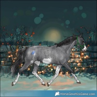 Horse Color:White Spotted Blue Roan Splash Frame Appaloosa 
