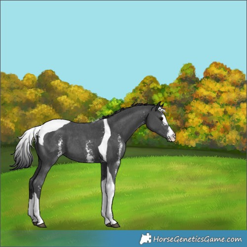 Horse Color:Black Sabino Tobiano 