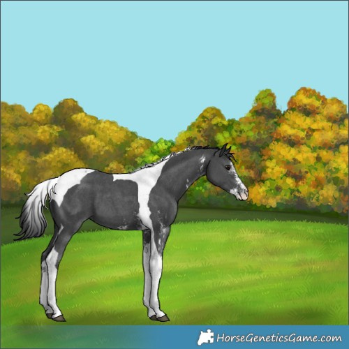 Horse Color:Black Sabino Tobiano 