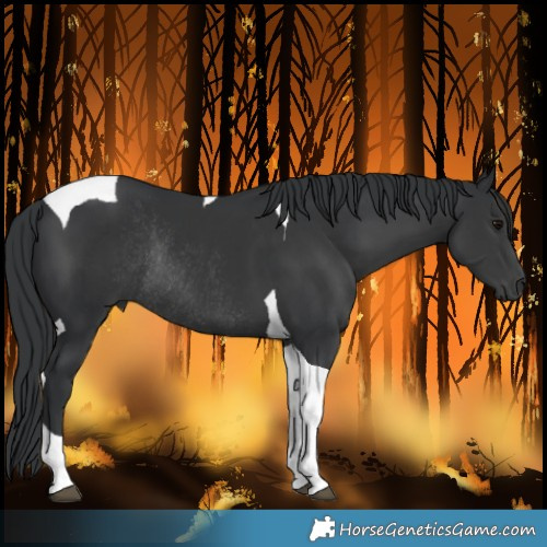 Horse Color:Black Tobiano Rabicano 