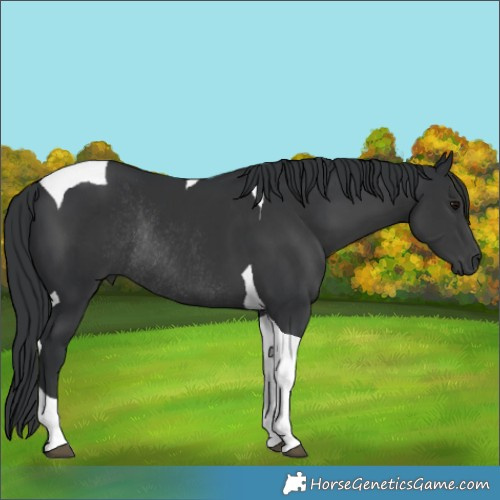 Horse Color:Black Tobiano Rabicano 