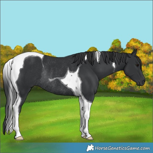 Horse Color:Black Tobiano Rabicano 