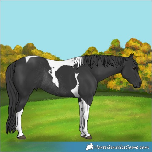Horse Color:Black Tobiano Rabicano 