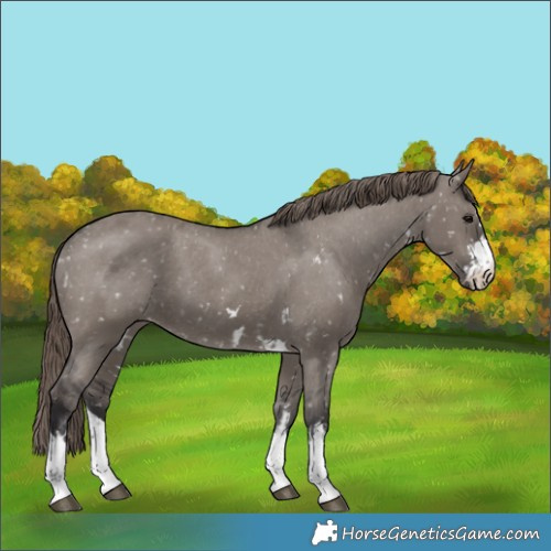 Horse Color:Smoky Grullo Appaloosa and Smoky Grullo Appaloosa
