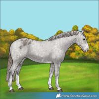 Horse Color:Smoky Grullo Appaloosa and Smoky Grullo Appaloosa
