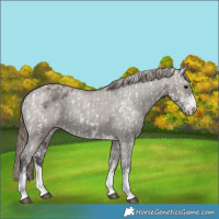 Horse Color:Smoky Grullo Appaloosa  and Smoky Grullo Appaloosa 