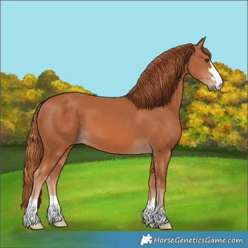 Horse Color:Chestnut 