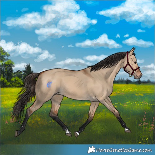 Horse Color:Bay Dun