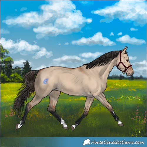 Horse Color:Bay Dun 