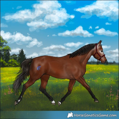 Horse Color:Gray Bay 